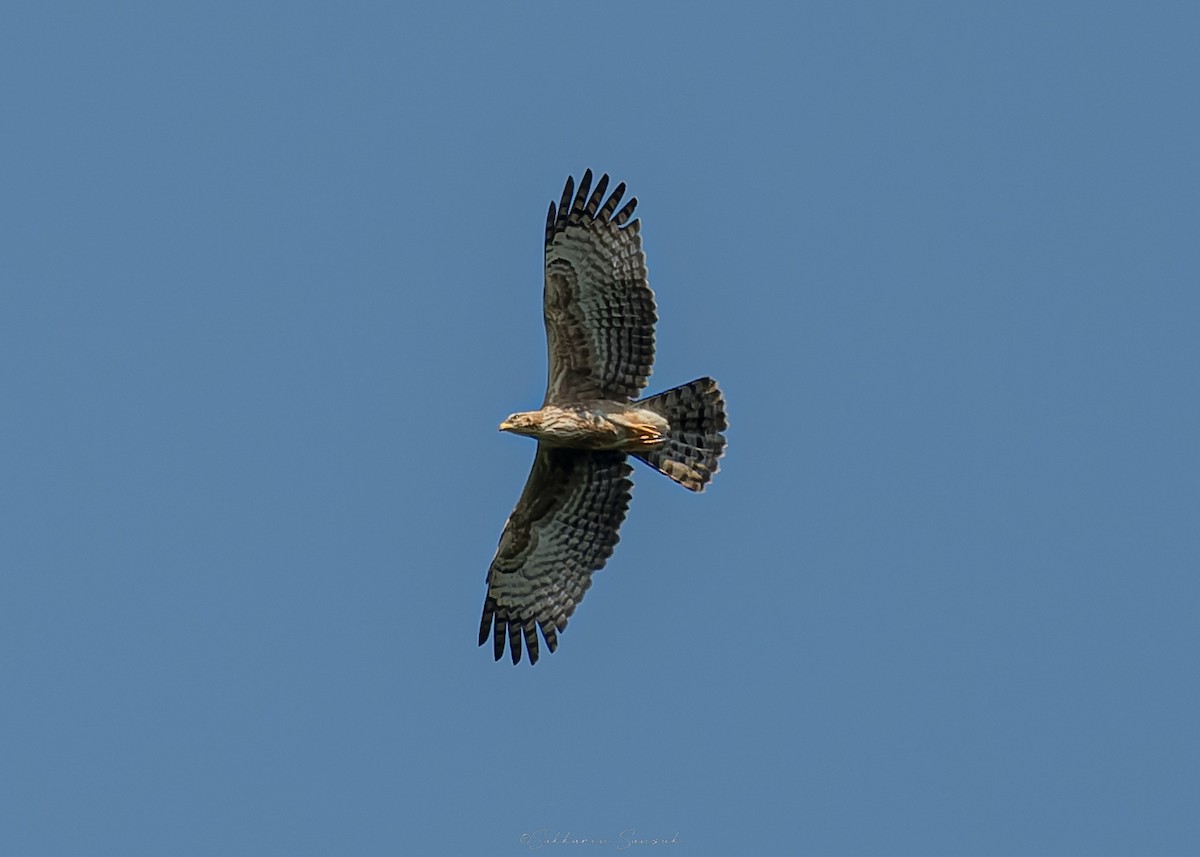 Oriental Honey-buzzard - ML647101535
