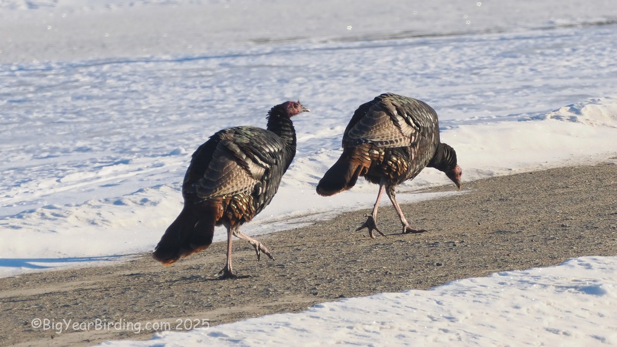 Wild Turkey - ML647101537