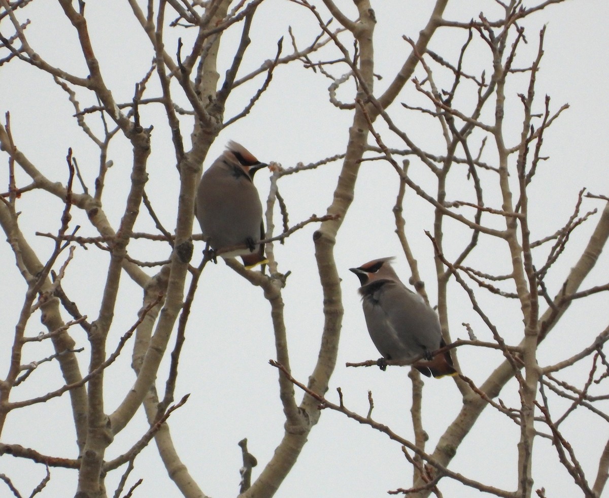 Bohemian Waxwing - ML647101540