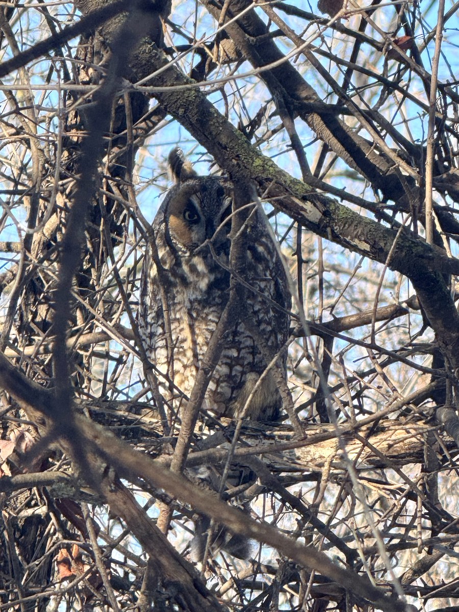 Long-eared Owl - ML647101541
