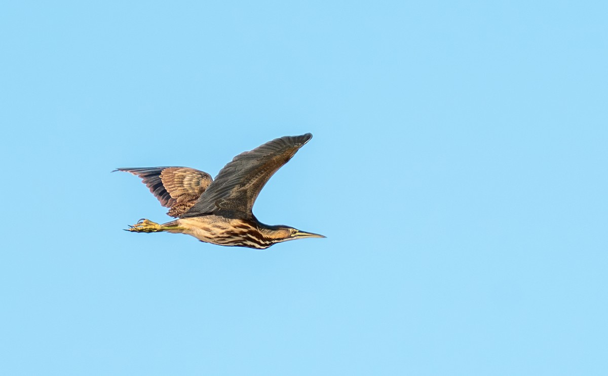 American Bittern - ML647101548