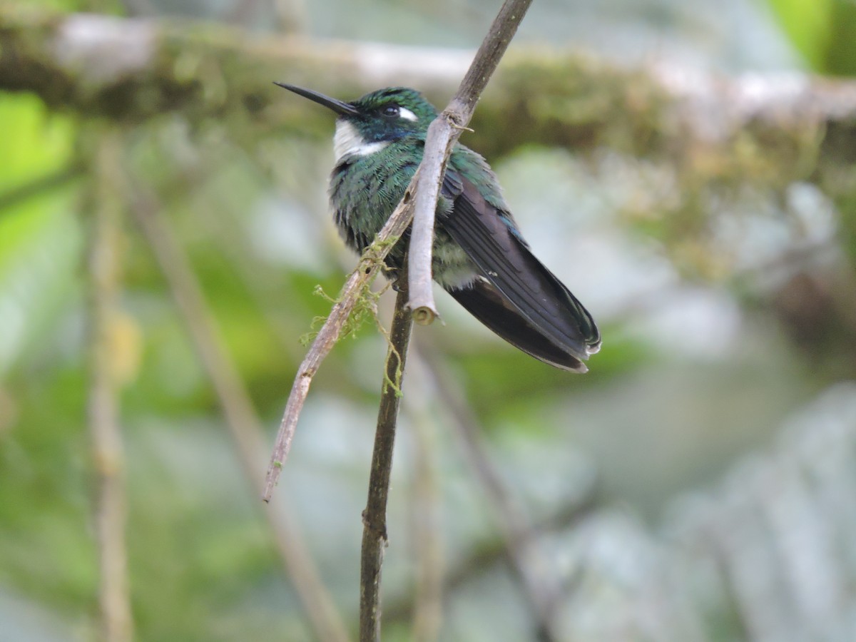 White-throated Daggerbill - ML647101552