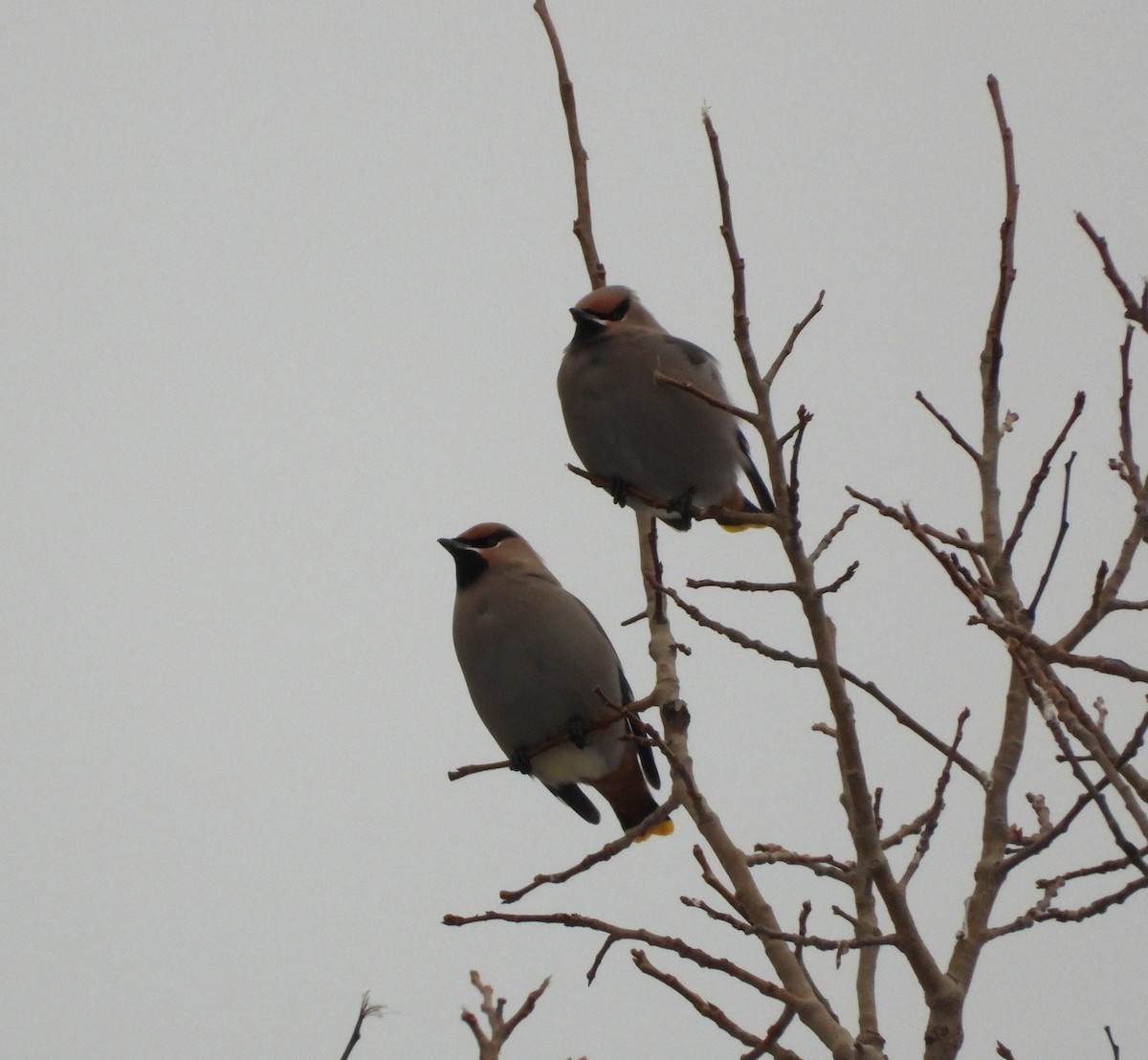 Bohemian Waxwing - ML647101554