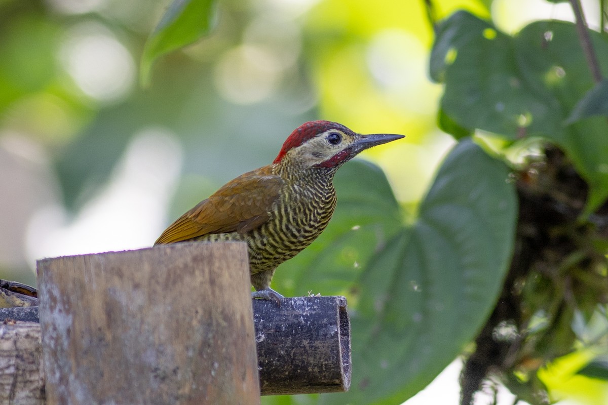 Golden-olive Woodpecker - ML647101555