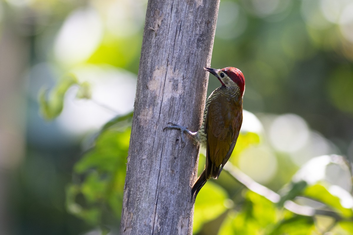 Golden-olive Woodpecker - ML647101556