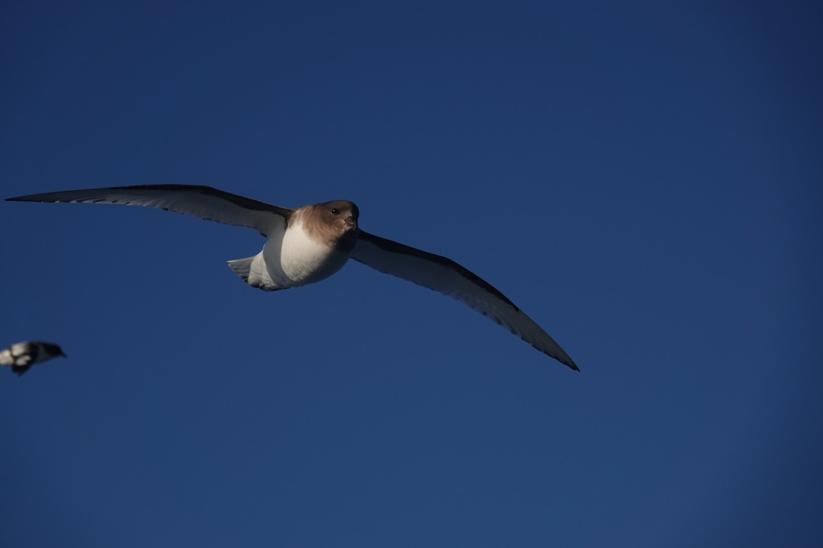 Antarctic Petrel - ML647101557