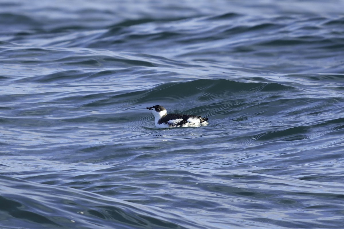 Marbled Murrelet - ML647101558