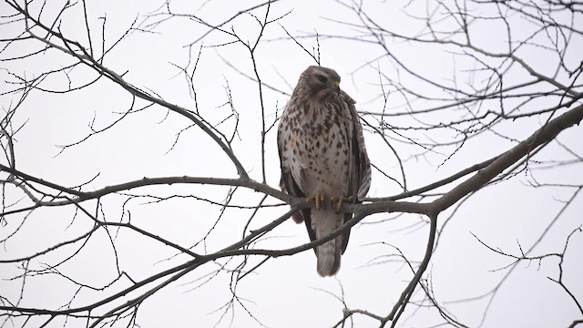 Red-shouldered Hawk - ML647101571