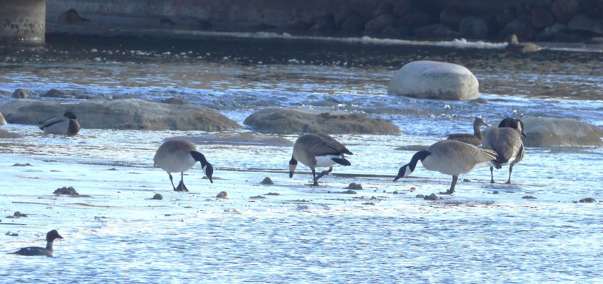 ברנטה קנדית - ML647101574