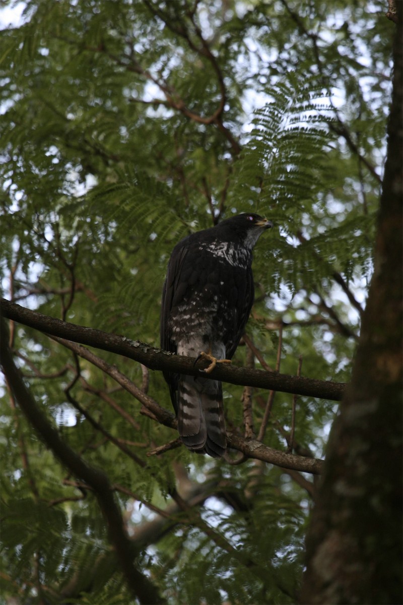 Black Goshawk - ML647101578