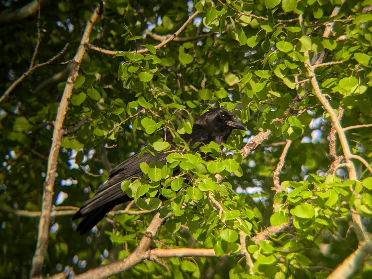 Amerikakrähe - ML647101593