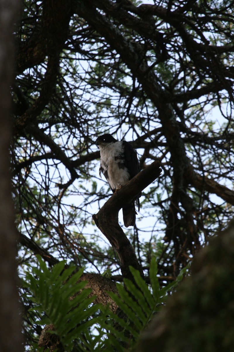 Black Goshawk - ML647101597