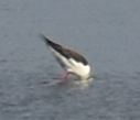 Black-winged Stilt - ML647101598