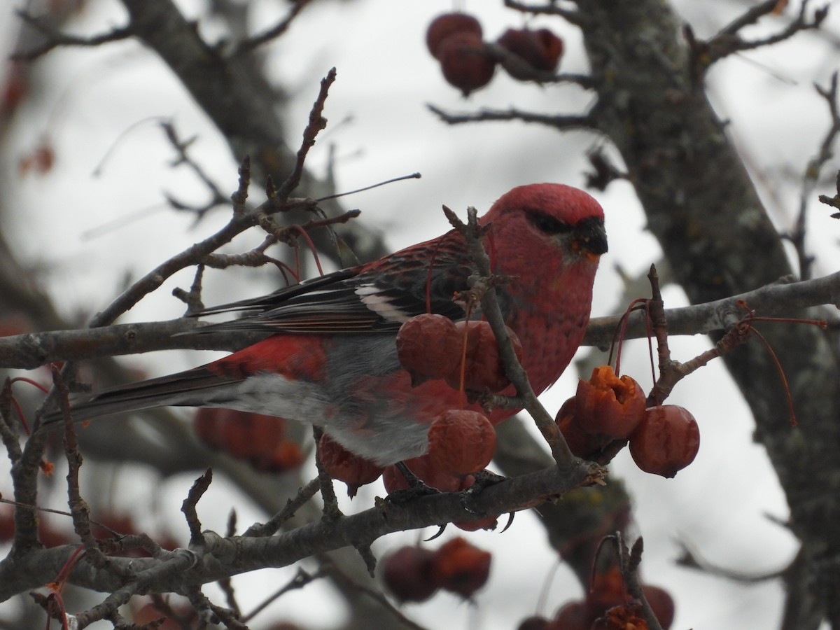 Durbec des sapins - ML647101599