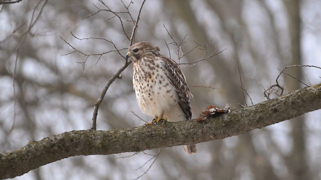 Red-shouldered Hawk - ML647101600