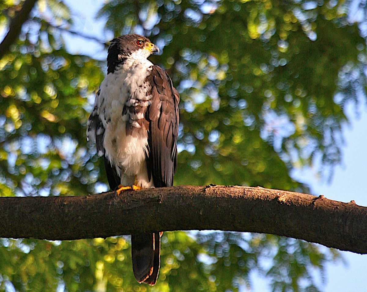 Black Goshawk - ML647101603