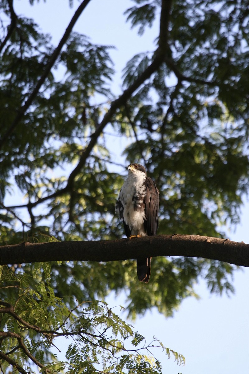 Black Goshawk - ML647101607
