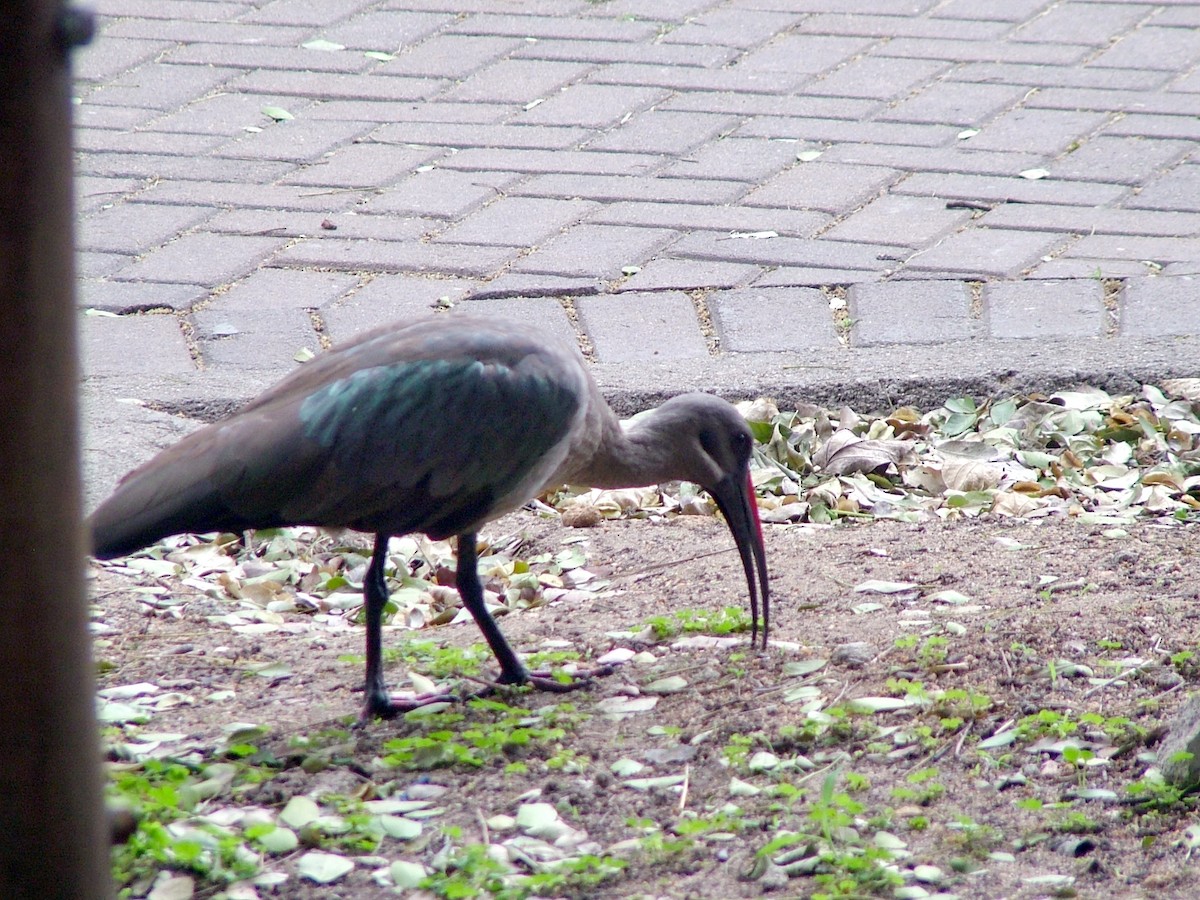 Хагедаш - ML647101608