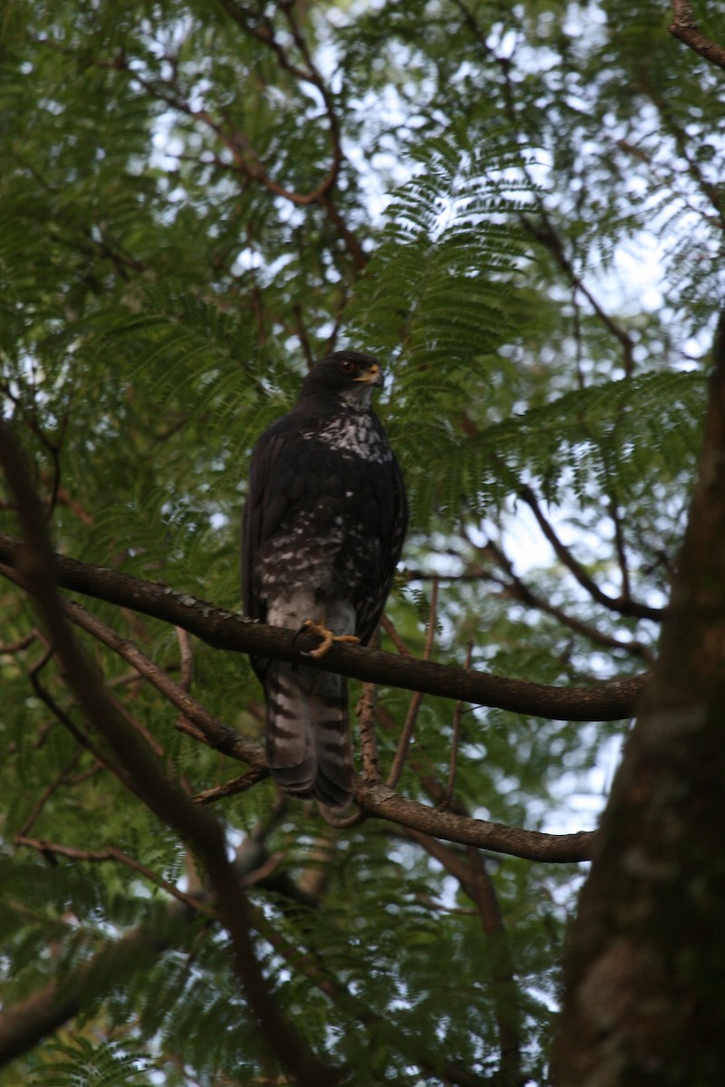Black Goshawk - ML647101613