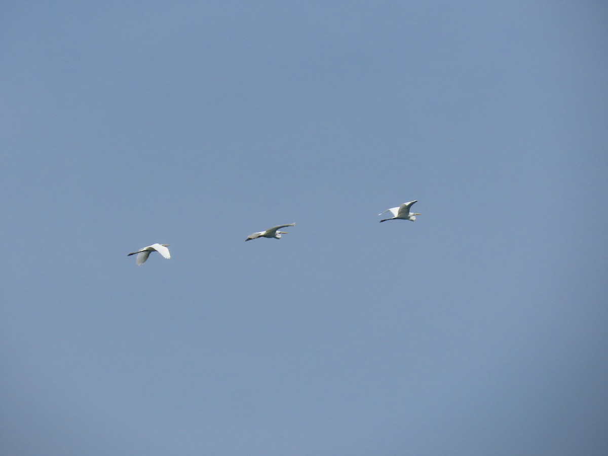 Great Egret - ML647101614