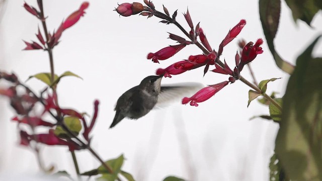 Black-chinned Hummingbird - ML647101615