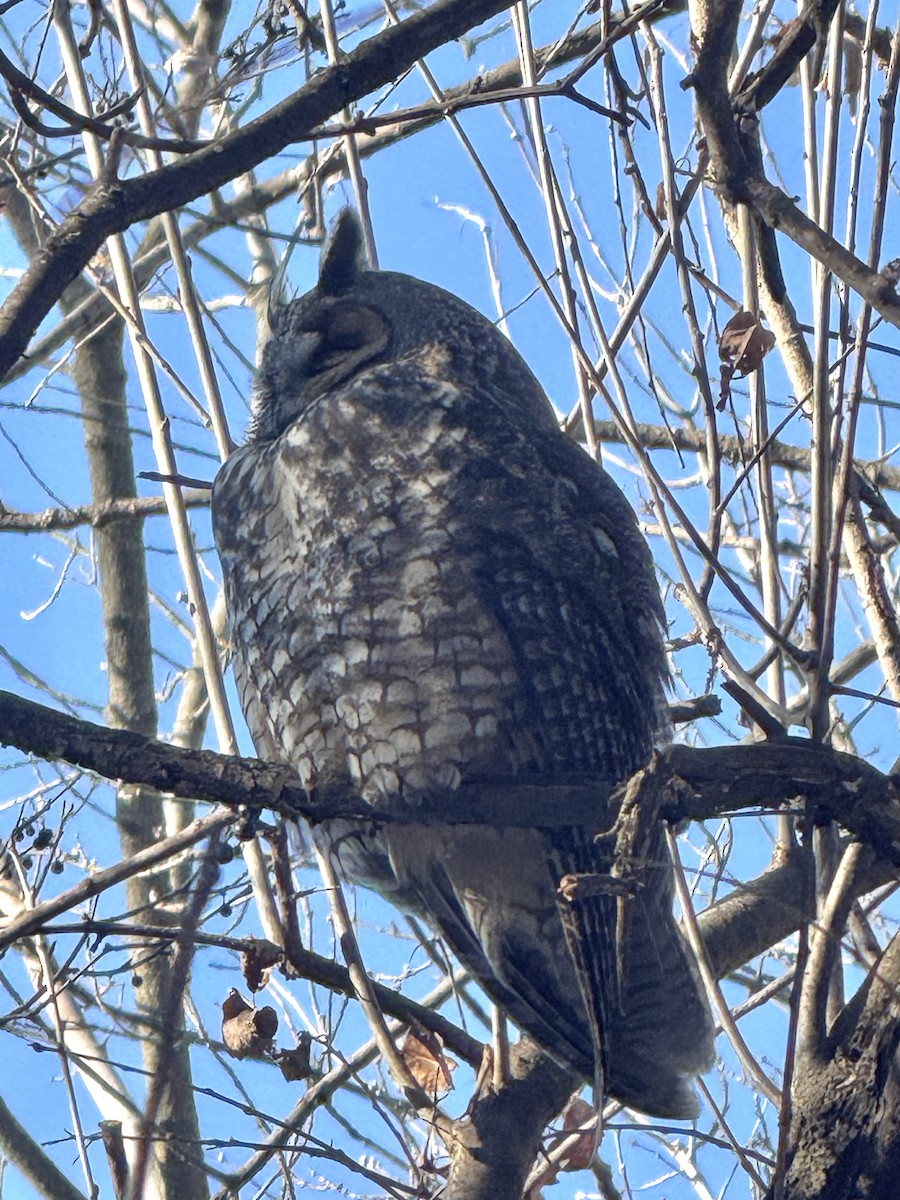 長耳鴞 - ML647101625