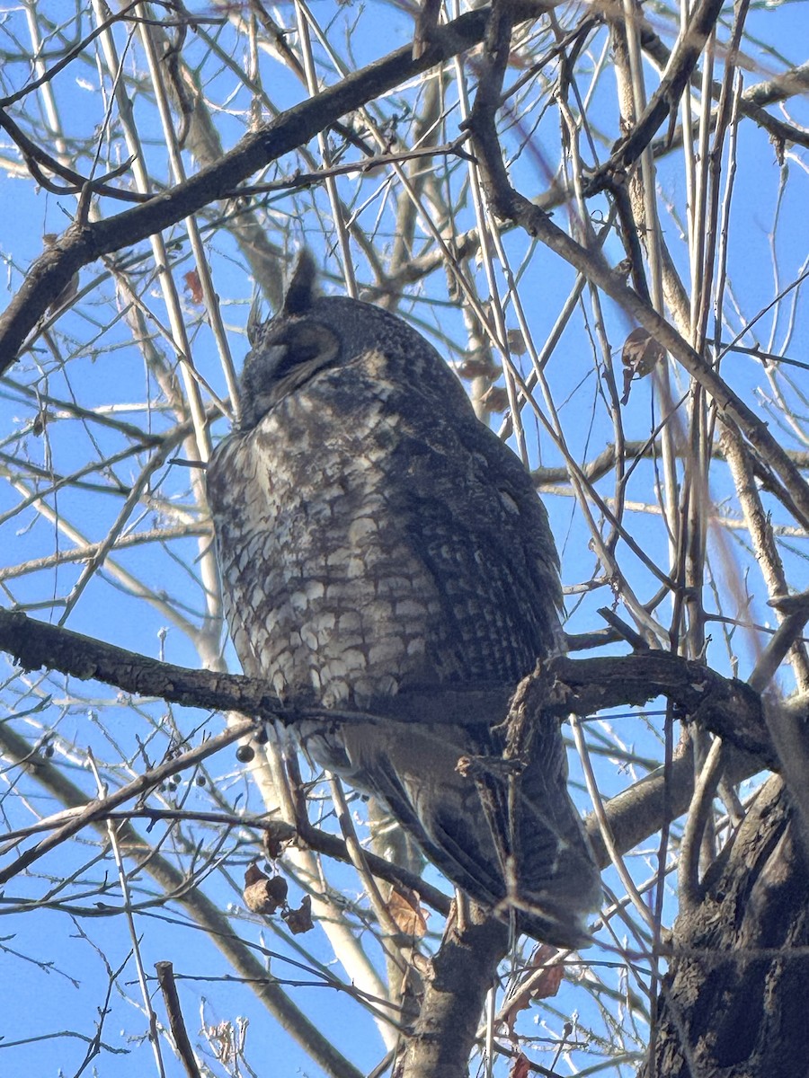 長耳鴞 - ML647101626