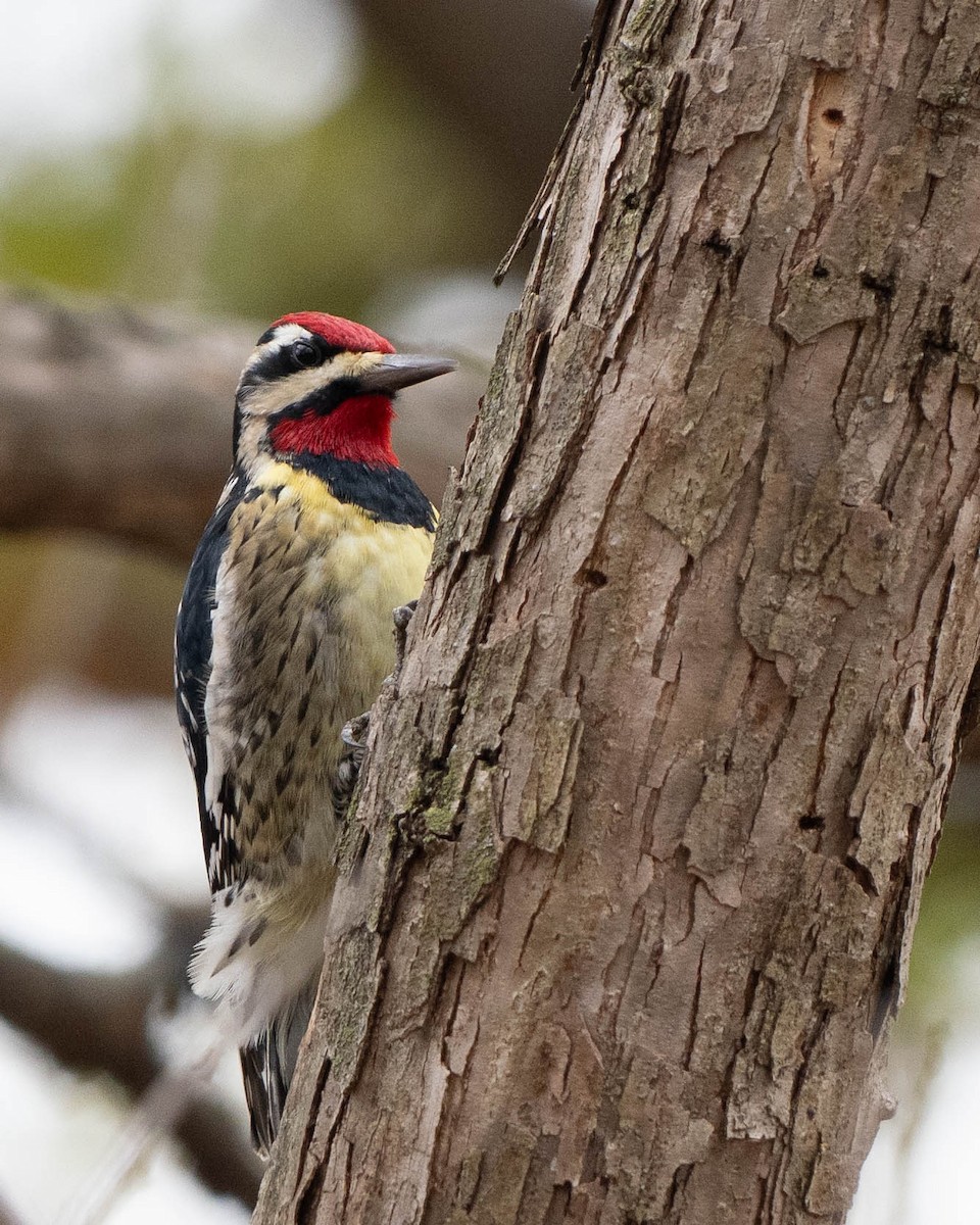 Yellow-bellied Sapsucker - ML647101627