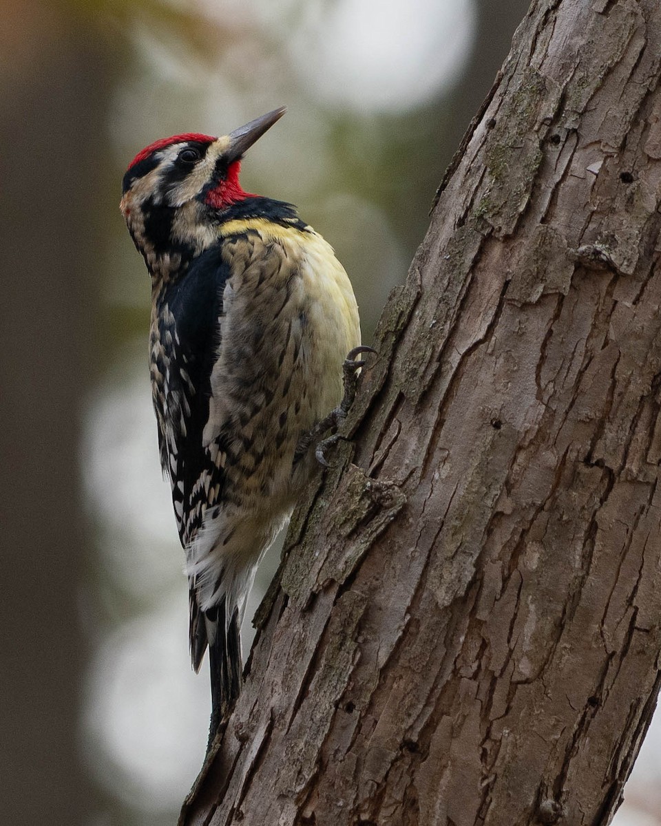 Yellow-bellied Sapsucker - ML647101630
