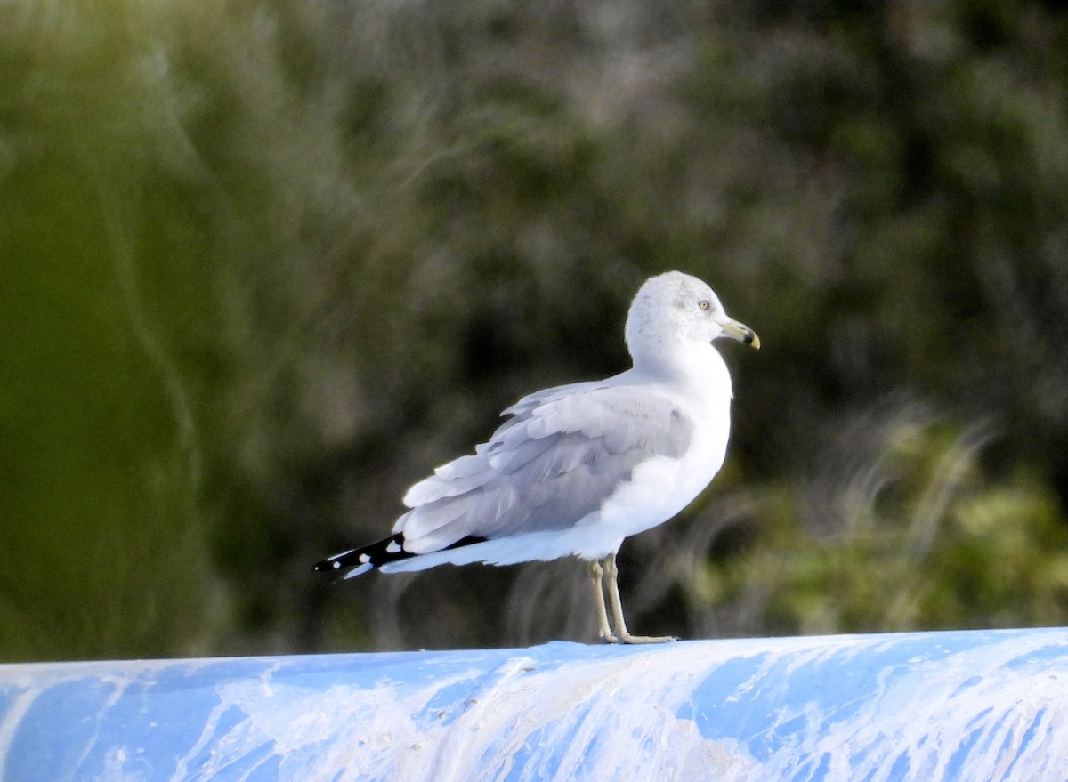 Ring-billed Gull - ML647101633