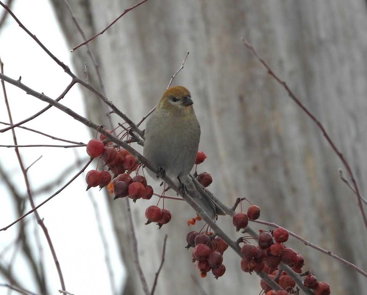 Durbec des sapins - ML647101634