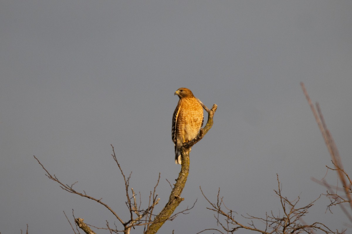 Red-shouldered Hawk - ML647101635