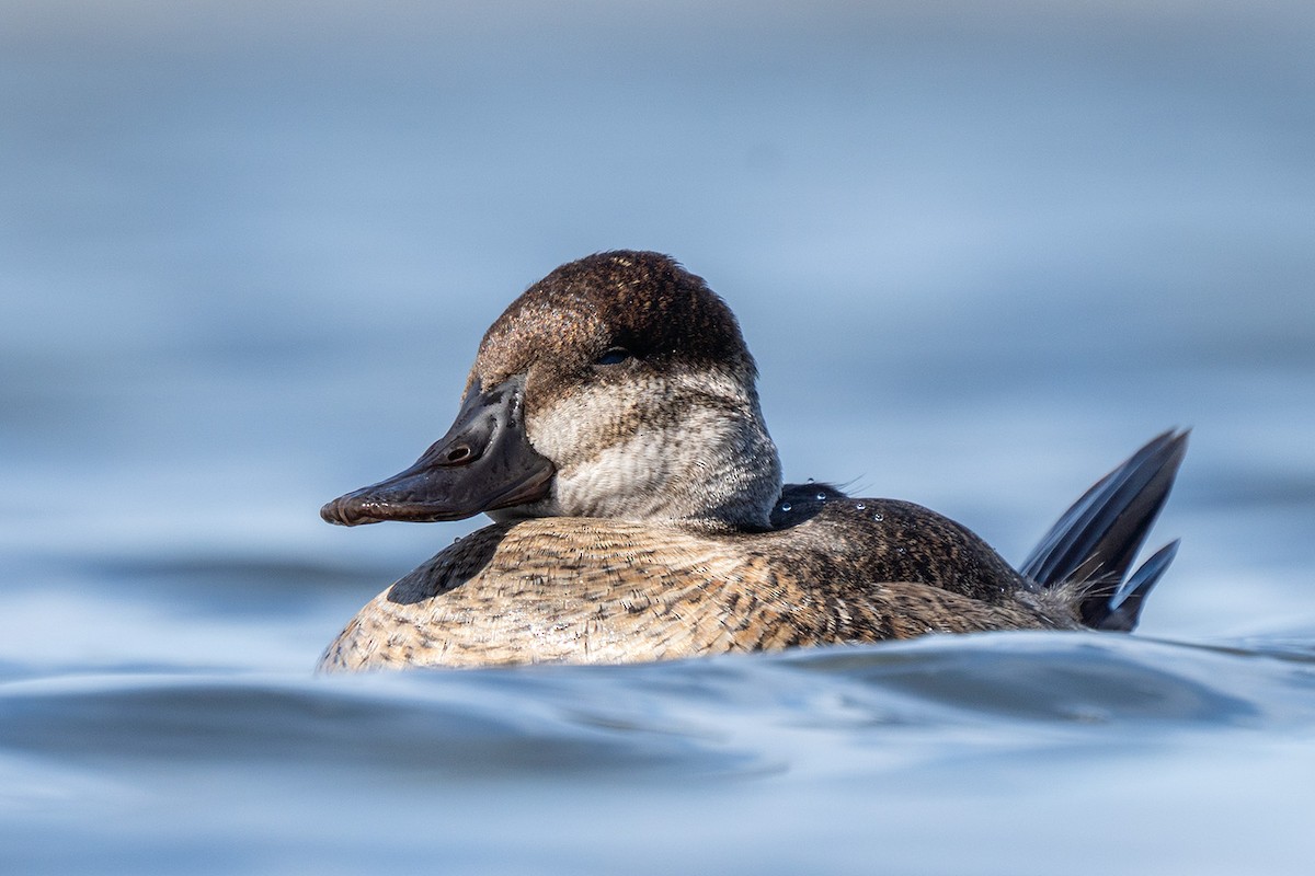 Ruddy Duck - ML647101640