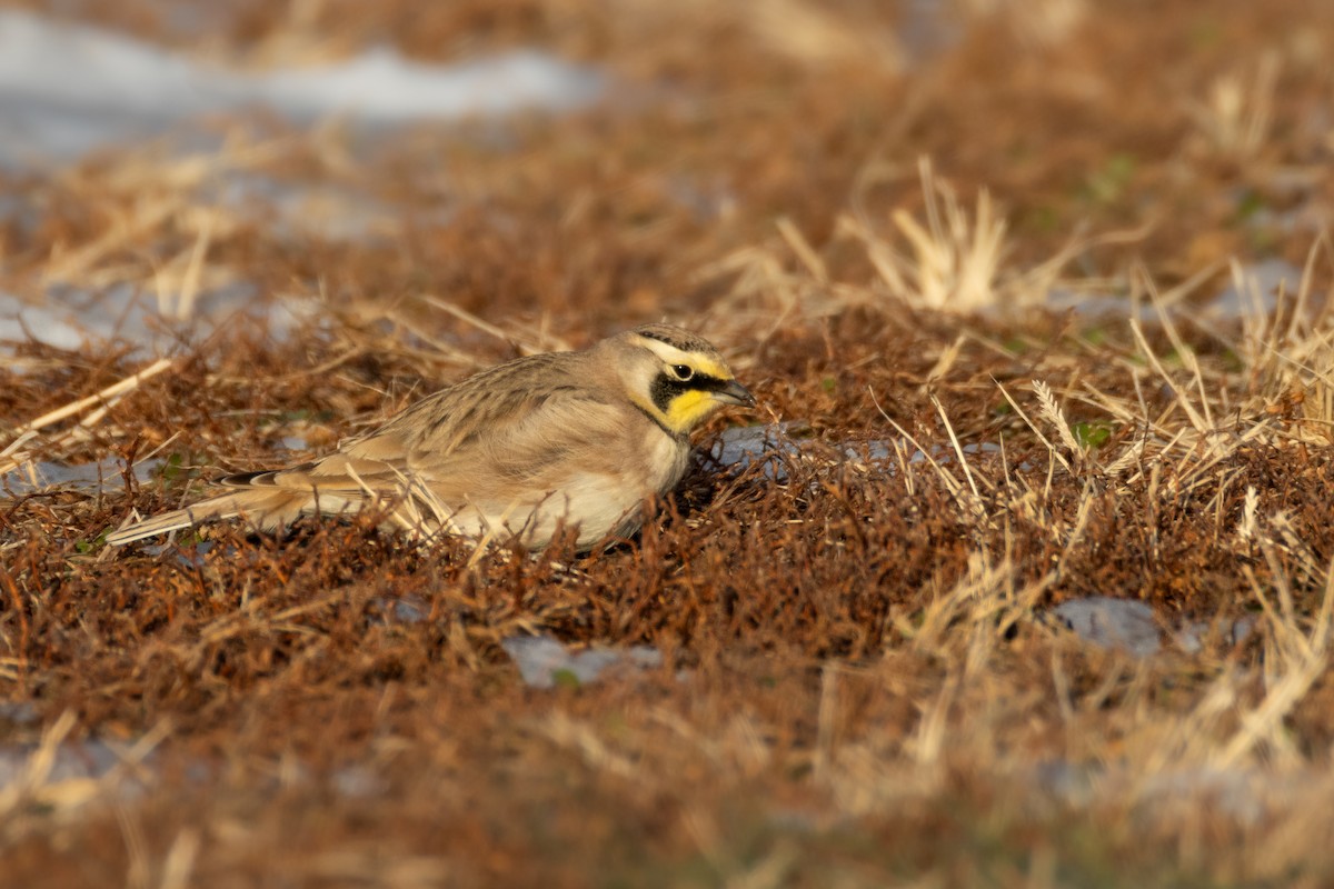 Horned Lark - ML647101641