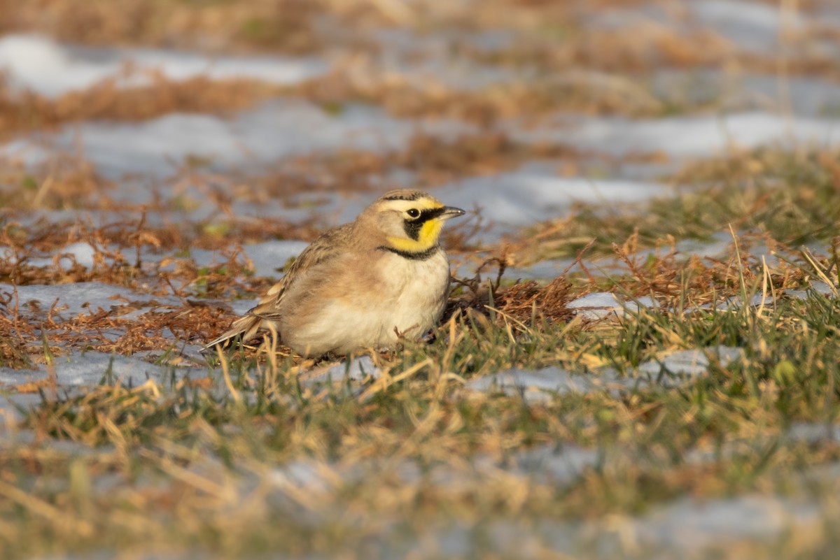 Horned Lark - ML647101642