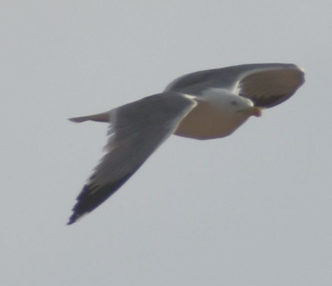 Yellow-legged Gull - ML647101643