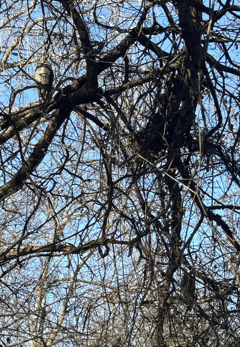 長耳鴞 - ML647101644