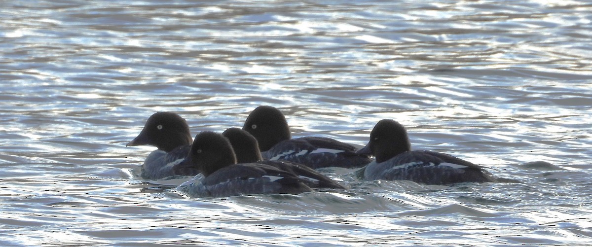 鵲鴨 - ML647101645