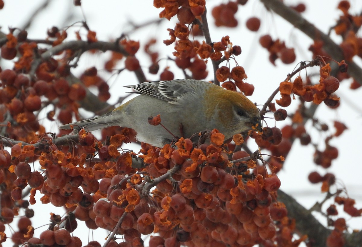 Durbec des sapins - ML647101647