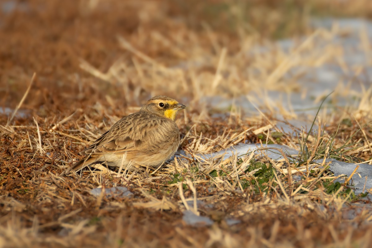 Horned Lark - ML647101648