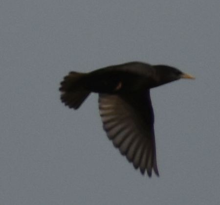 Spotless Starling - ML647101650
