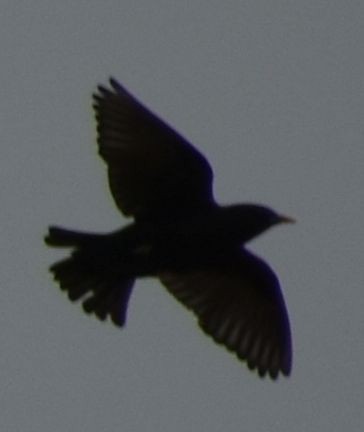 Spotless Starling - ML647101651