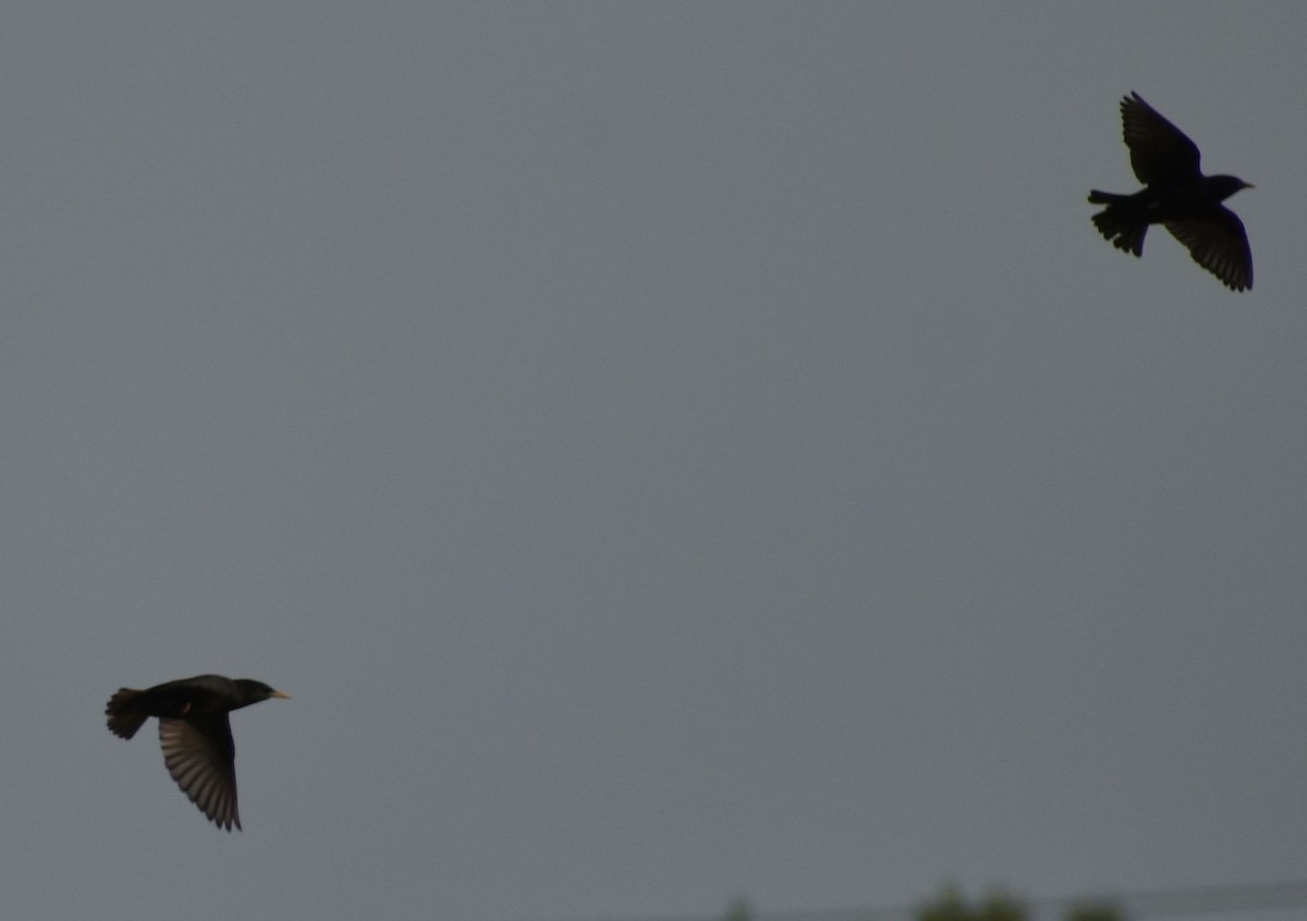 Spotless Starling - ML647101652