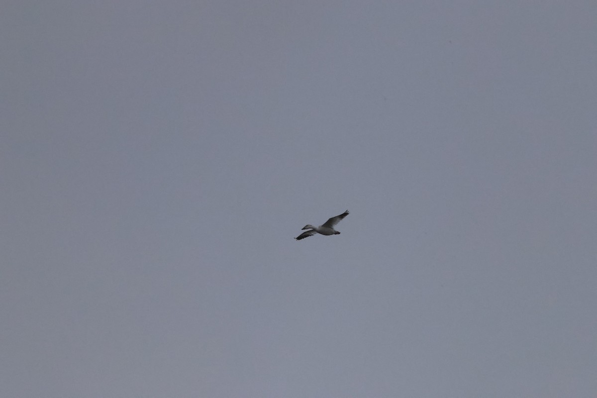 Snow Goose - ML647101653