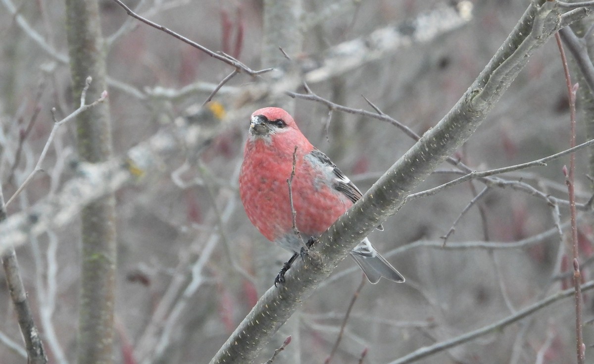 Durbec des sapins - ML647101654