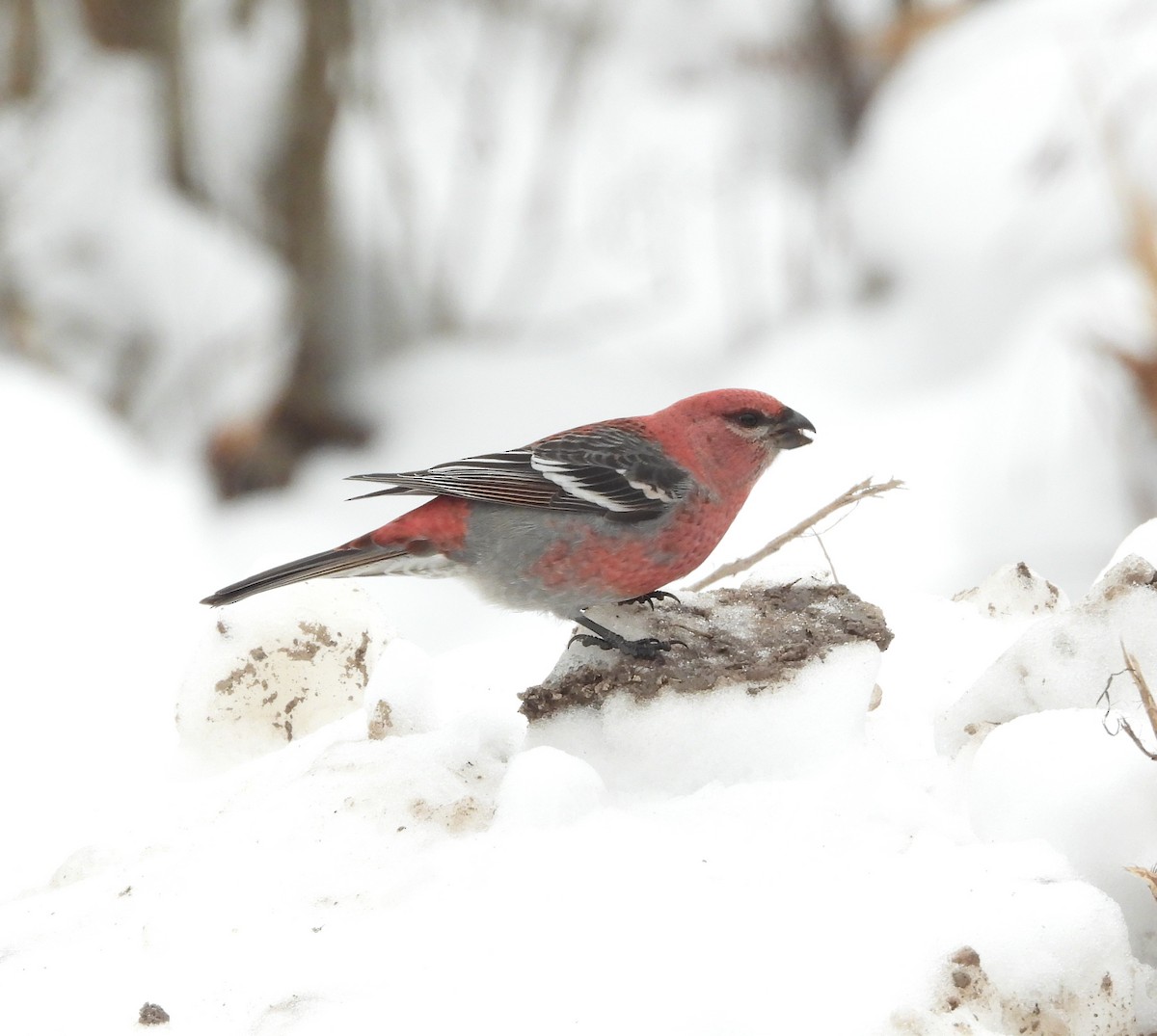 Durbec des sapins - ML647101655