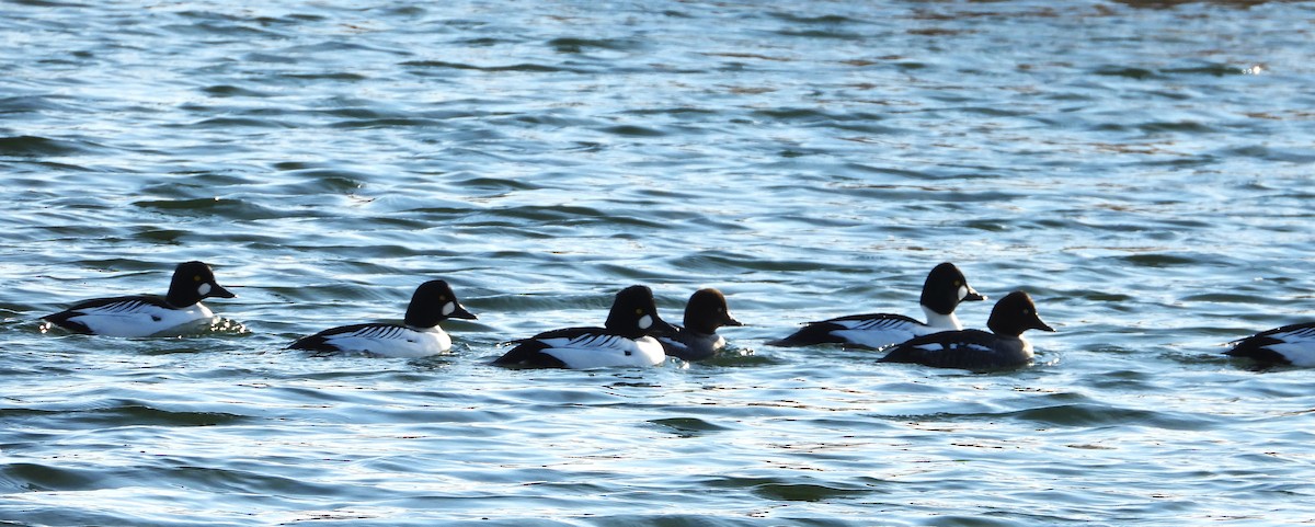 鵲鴨 - ML647101656