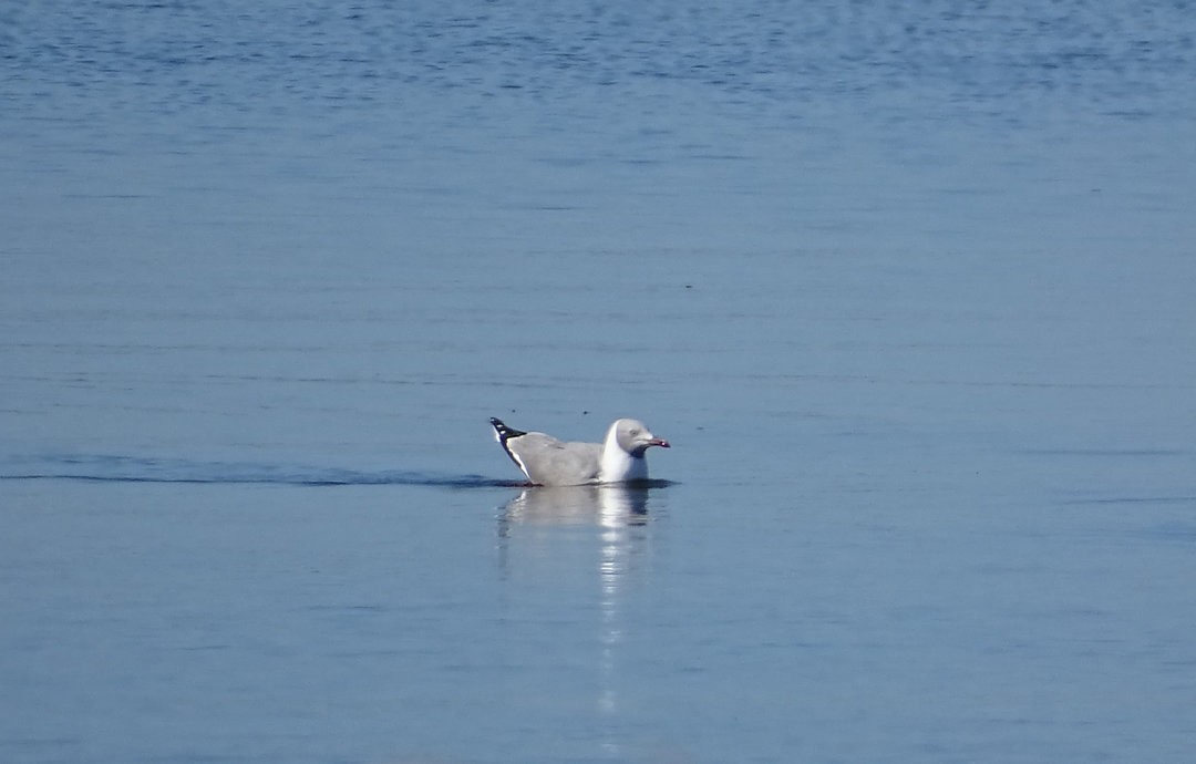 Gray-hooded Gull - ML647101658