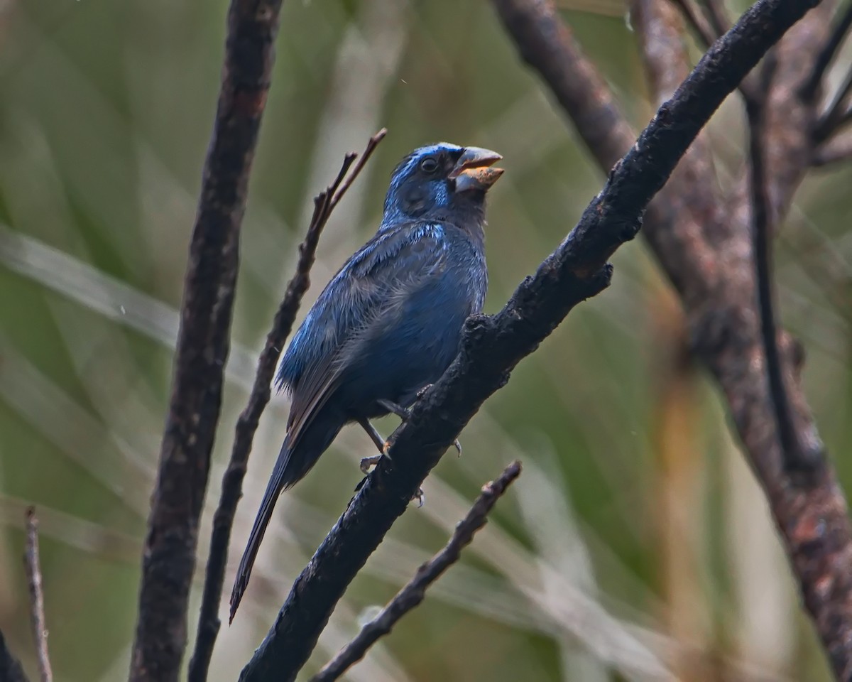 Ultramarine Grosbeak - ML647101660