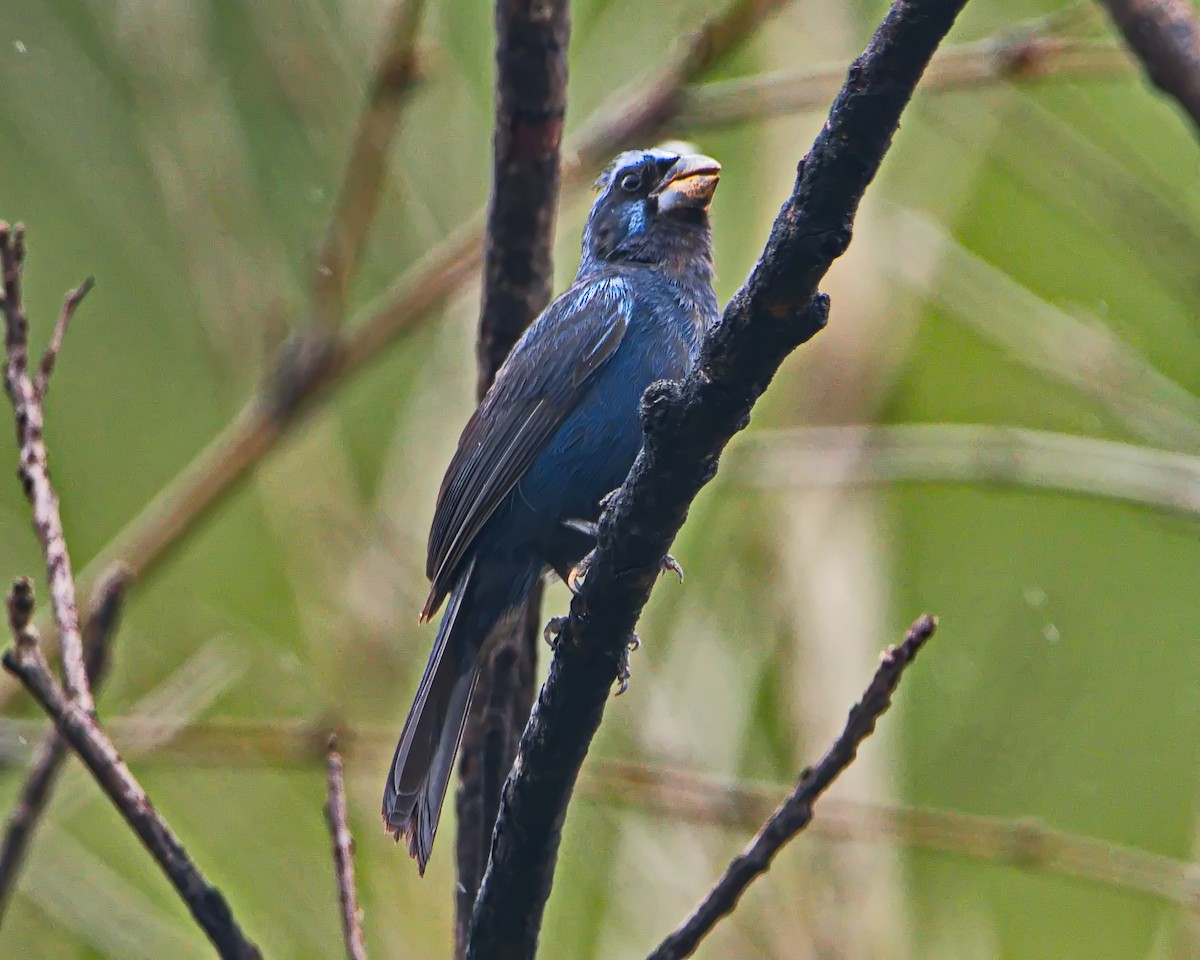 Ultramarine Grosbeak - ML647101661